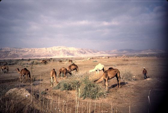 1985-israel-0063.jpg